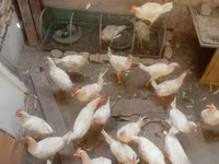 Chickens — fotografija 1