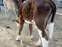 Lembu jantan, Cattle — foto 4