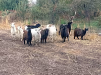बकरी, Alpine goat — फ़ोटो 2