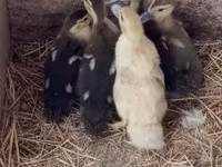 Ducks — zdjęcie 3