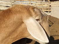 Beran, Arashan sheep — foto 2