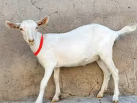 Keçi, Saanen goat — foto 3
