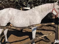 Kısrak, Lipizzaner — foto 3