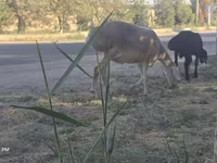 Овца, Afghan Arabi sheep — снимка 7