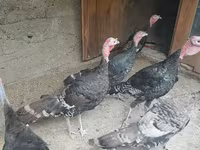 Turkeys — foto 1