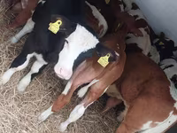 گاو نر, Simmental cattle — عکس 3