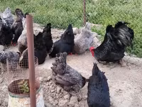 Ավստրալորպ — լուսանկար 3