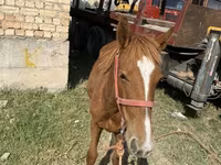 Жребец, Chilean horse — снимка 2