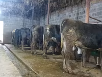 Lembu jantan, Cattle — foto 3