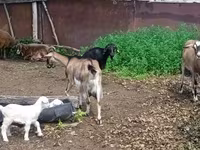 بز ماده, Alpine goat — عکس 2