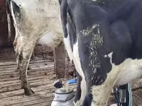 گاو ماده, Swiss cattle — عکس 5