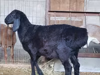 Beran, Arashan sheep — foto 2