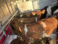 أبقار (دفعة، الجنس غير محدد), Russian Black pied cattle — الصورة 2