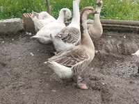 Geese — photo 2
