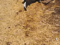 بز نر, Nubian Goat — عکس 3