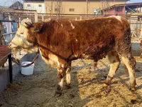گاو نر, Simmental cattle — عکس 2