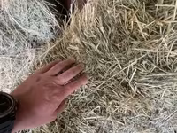 Сено в тюках - Заготовлено в рулонах и прямоугольных тюках средней — عکس 2