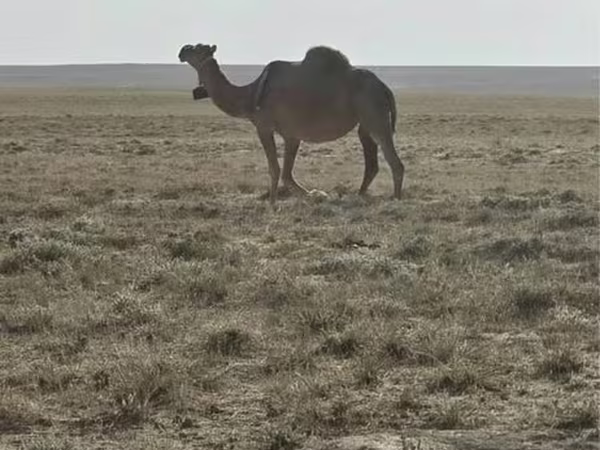 Camellos (lote, sexo no especificado), Anafi camel