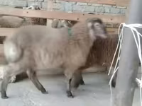 گوسفند (گروه، جنسیت مشخص نشده), گوسفند — عکس 2