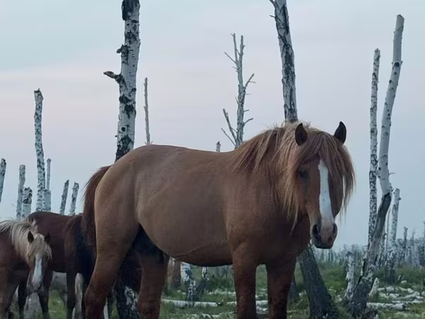 Kůň, Kushum Horse