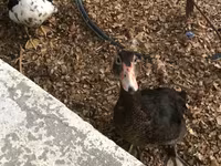 Ducks — รูปภาพ 5