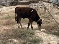 گاو نر, گاو — عکس 1