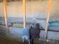 母羊, Rhon sheep — 照片 2