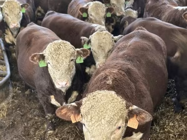 ወንድ በሬ, Cattle