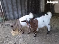 بز ماده, بز — عکس 2