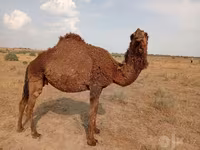 شتر ماده, شتر — عکس 4