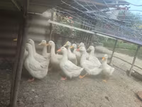 Americký pekinský — foto 1