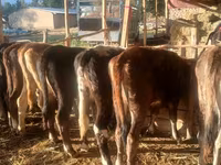 Sapi, Brown Mountain — foto 3