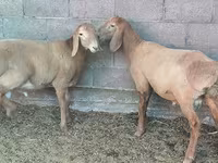 Widder, Arashan sheep — Foto 1