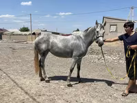 Mare, Orlov Trotter — photo 2