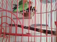 Məhsul: Qırmızı asma quş qəfəsi aksesuarlar, 1 cut popuqaylar lovebird — عکس 2