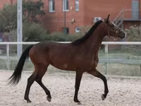 Iapă, Manipuri pony — foto 4