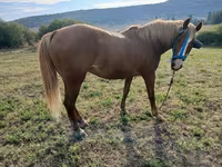 母马, Horses — 照片 4
