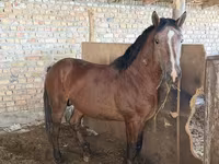 گھوڑا, Thoroughbred horse — تصویر 8