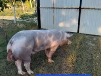 Babi jantan, Pigs — foto 3