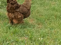 Brahma — foto 1