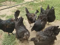 Chickens — foto 3