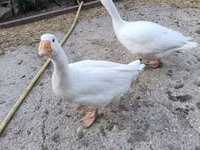 Geese — ፎቶ 4