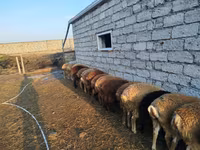 양(암수 미지정, 묶음), 양 — 사진 5