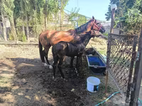 Klisna, Kyrgyz Horse — foto 4
