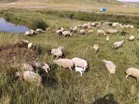 Хонь, Balbas sheep — 1 зураг