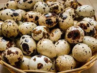 Premix pentru prepelițe ouătoare cu stimulator natural — φωτογραφία 1