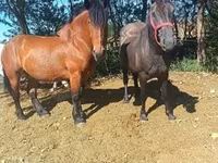 Cheval, Chevaux — photo 6