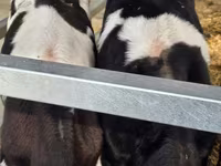 گاو نر, Russian Black pied cattle — عکس 7
