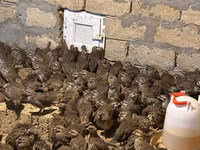 Guinea fowl — รูปภาพ 3