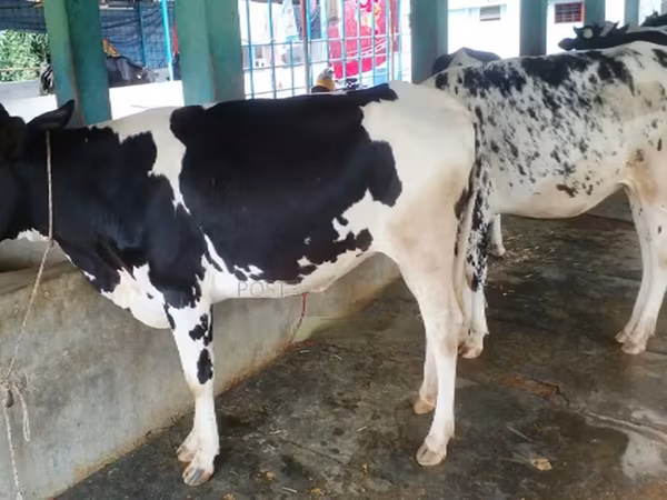 گاو ماده, Russian Black pied cattle